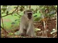 Lone male monkey tries to join a new troupe - Cheeky Monkey - BBC wildlife