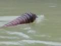 海洋堂 モスラ 2005/7/9 KAIYODO MOTHRA RC 3CH