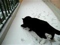 Raspoutine dans la neige