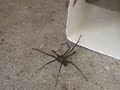 Brown Recluse Spider Caught in Trap! Brown Recluse Spider Caught in Trap!