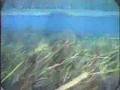 Big Fish Feed Midday