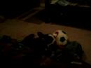 Doobee playing with his big soccer ball Doobee playing with his big soccer ball