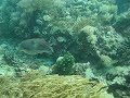 Cuttlefish!