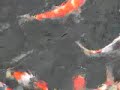 Tategoi Tosai - Nishikigoi Niigata Direct