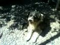 El Igor