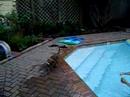 Chico swims like a fish!!