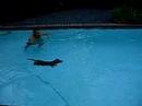 Chico swims like a fish!!