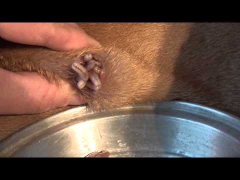 how to get rid of cluster flies nz