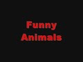 Crazy Animals