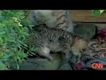 Six Leged Kitten