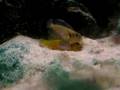 occelatus fight