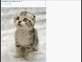 Vote who is the cutest kitty