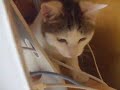 Macintosh Cat Macintosh Cat