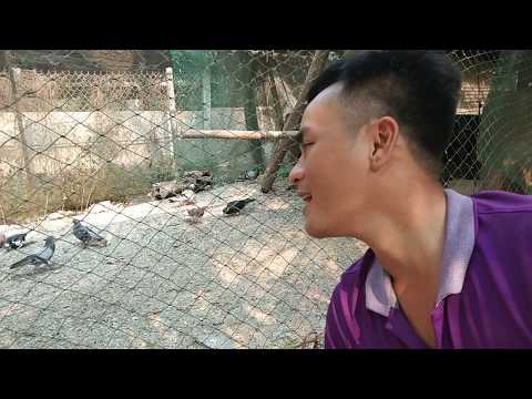 Nơi bán thịt chim bồ câu ra ràng tại TP. HCM