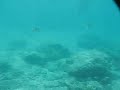 MVI_7825.AVI MVI_7825.AVI