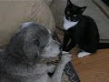 Lady Pwns Neo in CAT-DOG Wrestling!