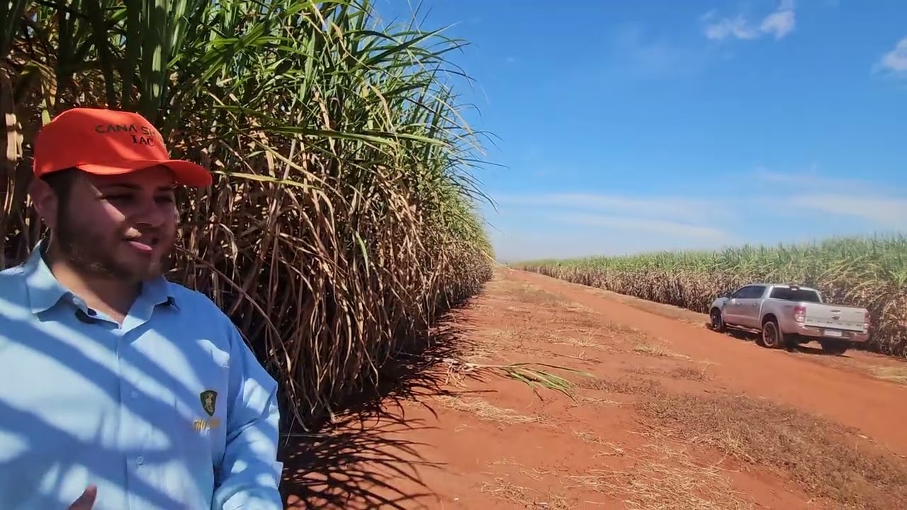 Biofertilizantes reforçam manejo nutricional dos canaviais da São Jorge Agronegócio