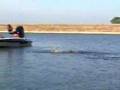Topwater Fishing- Can you walk the dog?