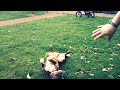 amazing acrobatic dog - shot