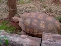 A Trip To South Lakes Wild Animal Park  Part 2