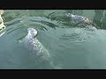 Foca Fofa