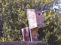 Tree Swallows defending a nestbox Tree Swallows defending a nestbox