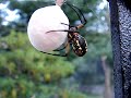 Argiope Aurantia Wrapping Egg Sack (5) Argiope Aurantia Wrapping Egg Sack (5)