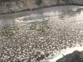 Pollution of the Aril River, Moradabad District, Uttar Pradesh, India