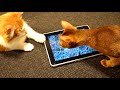 The Magical Ipad Creatures