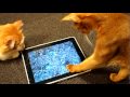 Shooting Fish Ipad/ifish Pond Hd
