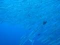 baracuda strom SIPADAN