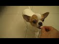 H�pfendes H�ndchen