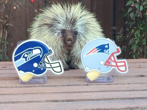 Porcupine Casts Super Bowl Prediction!