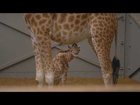 Mechelen/Belgien: Giraffengeburt im Zoo Mechelen