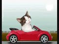 The Super Kitty Chase!