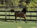 videos de Out The Blue - Yearling Trotter