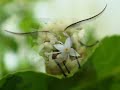Fascinating and Amazing World of Insects