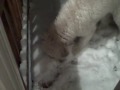 Goldendoodle and Christmas Snow