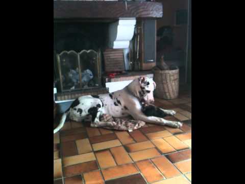 dogue allemand
