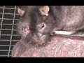 Aspartame Fed Rats with Eye Problems