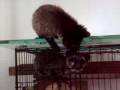 Civet Cat