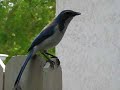 My scrub jay singing her 