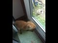 Attack of the KILLER Fox ... (cub)