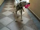 Lua brincando