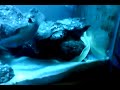55g with white ribbon eel