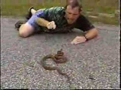 Chief Rowley vs. Red Rat Snake Bite ...