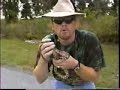 Chief Rowley vs. Red Rat Snake Bite on Road