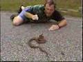 Chief Rowley vs. Red Rat Snake Bite on Road