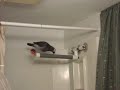 Timneh African Grey