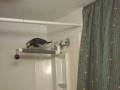 videos de Timneh African Grey